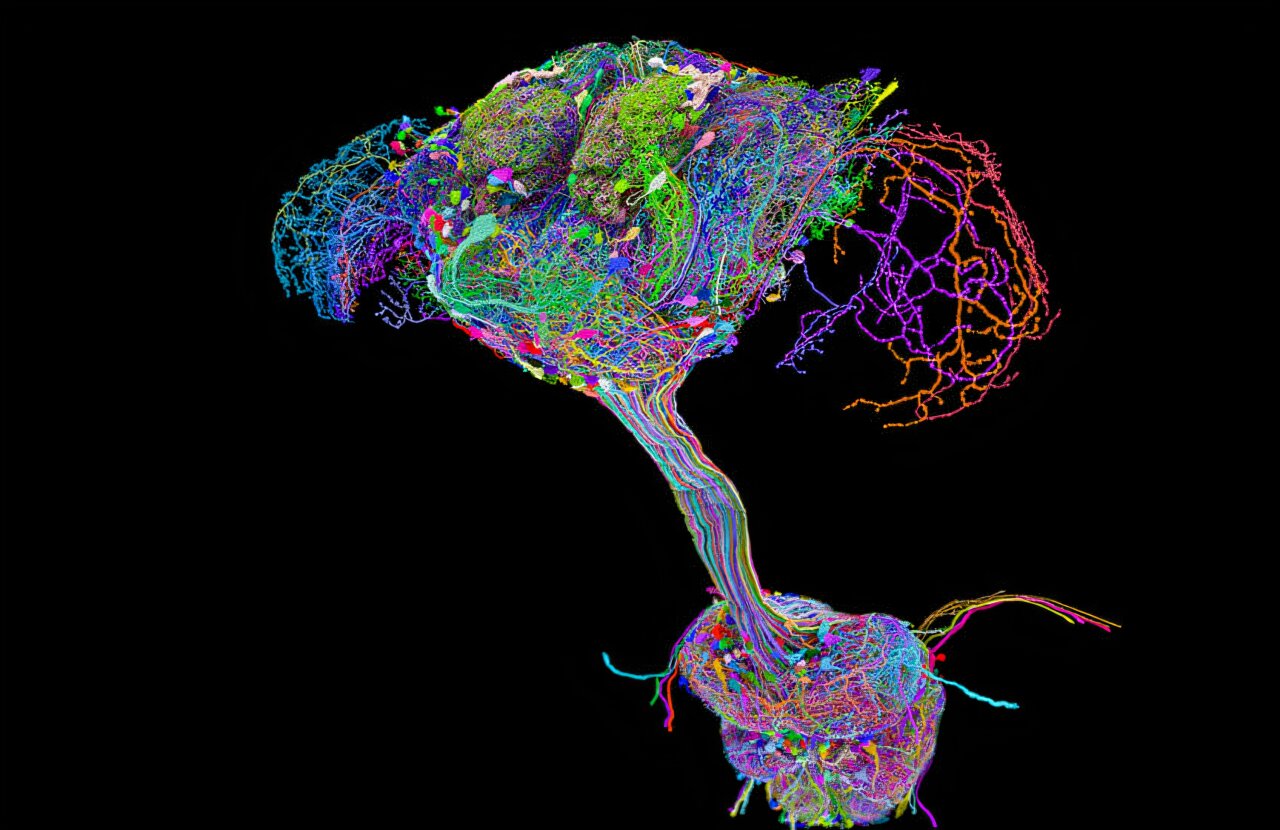 Researchers publish first complete connectome of fruit fly brain and 'spinal cord'