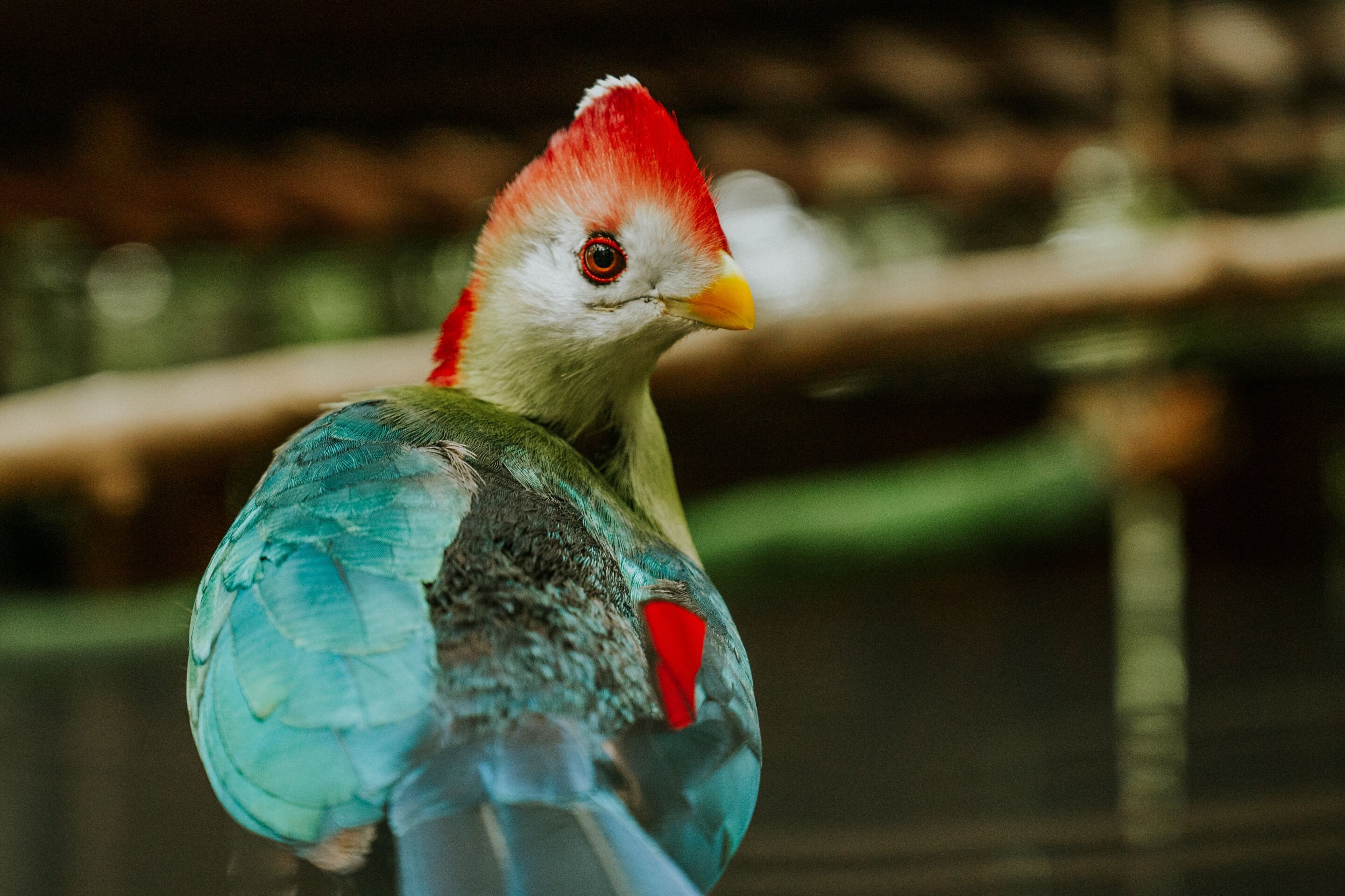 Guatemala gains its first endemic bird in American Ornithological Society's 67th supplement