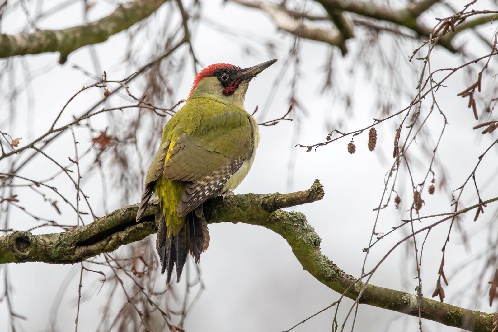 Urban Birds Seem to Be More Fearful of Women Than Men—and Scientists Don't Know Why