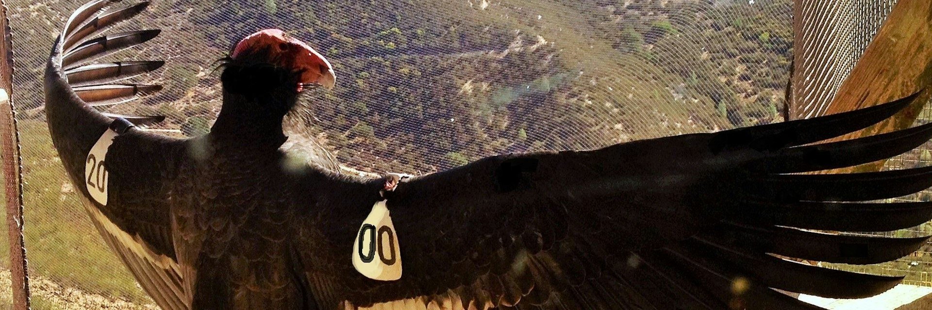 Who should have a say in which species are saved? The California condor offers lessons for a global biodiversity treaty