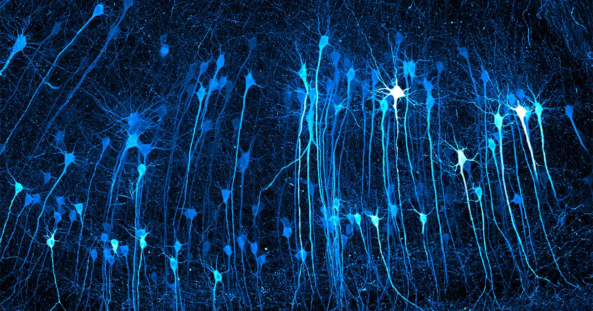 See Inside Cells Like Never Before in These Vivid Microscopic Images