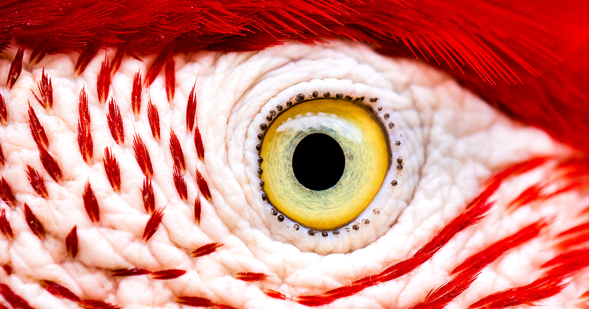 How the Bird Eye Was Pushed to an Evolutionary Extreme