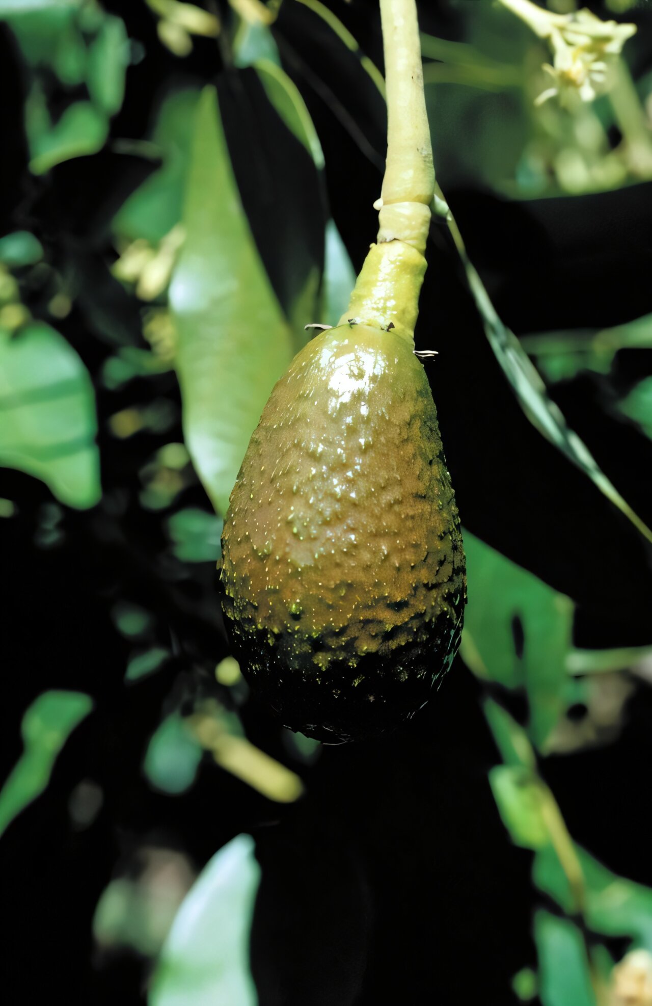 Research tackling immature fruit drop in avocado trees